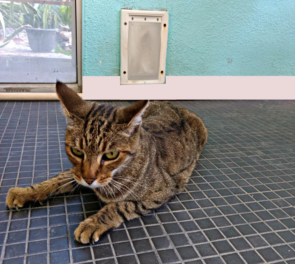 Pet Doors: Are Any of Them Childproof? Let's find out.